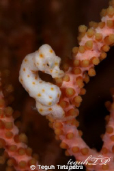 Denise's pygmy seahorse...Canon 400D, Sea and Sea Housing... by Teguh Tirtaputra 